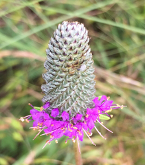 Dalea compacta