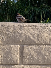 Passer domesticus