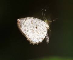 Allotinus substrigosus