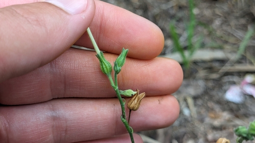 Image of Nicotiana repanda by (c) Joseph Aubert, some rights reserved (CC BY)