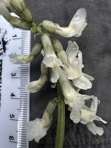 Image of Leiberg's Milkvetch (Astragalus leibergii) by no rights reserved