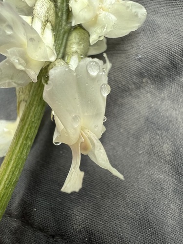 Image of Leiberg's Milkvetch (Astragalus leibergii) by no rights reserved