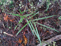 Coprosma spathulata spathulata