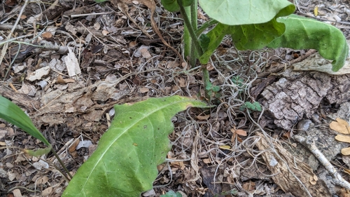 Image of Nicotiana repanda by (c) Joseph Aubert, some rights reserved (CC BY)