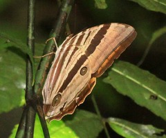 Amathusia ochraceofusca