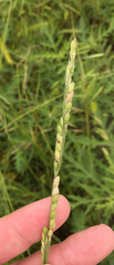Eriochloa sericea