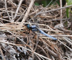 Orthetrum internum