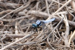 Orthetrum internum