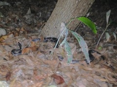 Pseudelaphe phaescens