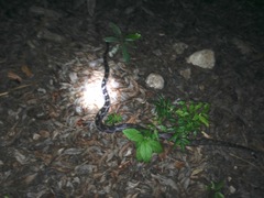 Pseudelaphe phaescens