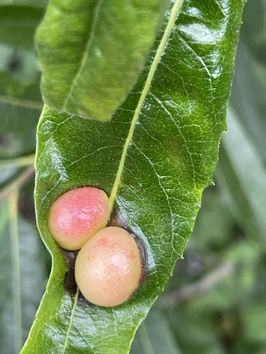 iNaturalist observation photo of Willow Apple Gall Sawfly