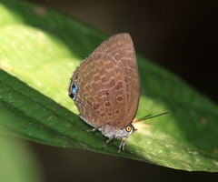 Arhopala epimuta
