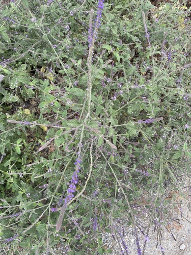 iNaturalist observation photo of western vervain