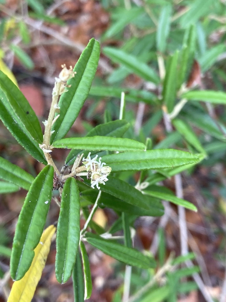 Croton linearis (Croton linearis)