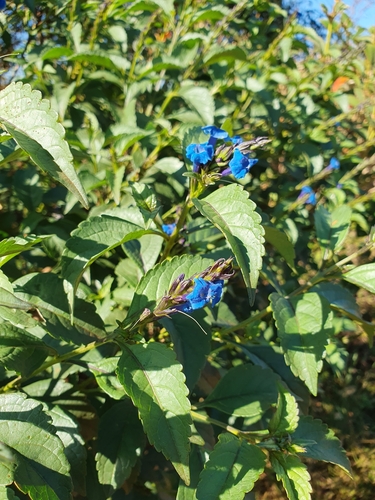 Foto de Gervão