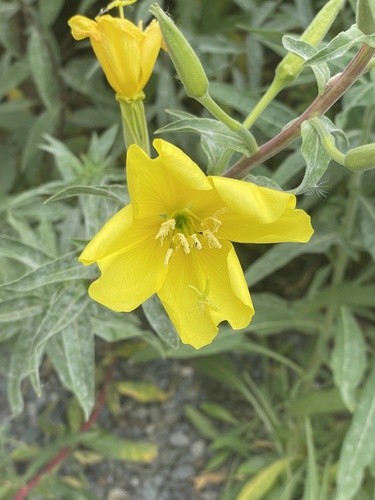 iNaturalist observation photo of hairy evening primrose