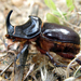 European Rhinoceros Beetle - Photo (c) Emilio, some rights reserved (CC BY-NC-ND)