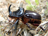 European Rhinoceros Beetle - Photo (c) Emilio, some rights reserved (CC BY-NC-ND)