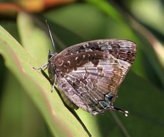 Arhopala ijauensis