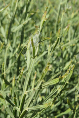 Baccharis articulata