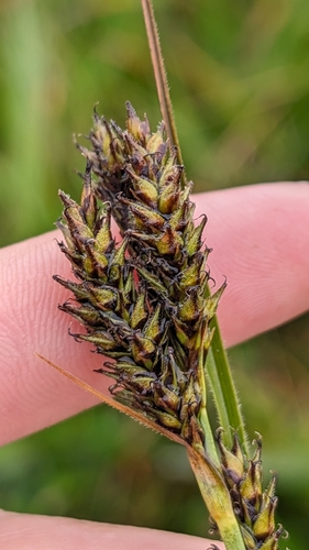 hybrid sedge (Carex gynodynama)