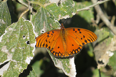 Dione vanillae maculosa