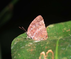 Arhopala ijauensis