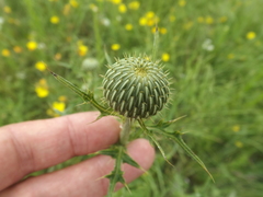 Cirsium texanum