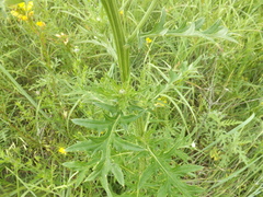 Cirsium texanum