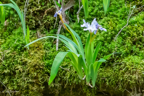 Iris cristata
