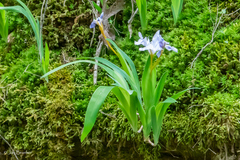 Iris cristata