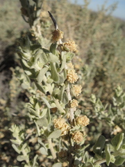 Atriplex spinifera