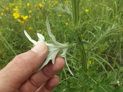 Cirsium texanum