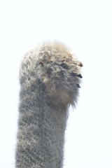 Cephalocereus senilis
