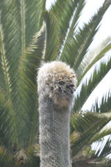 Cephalocereus senilis