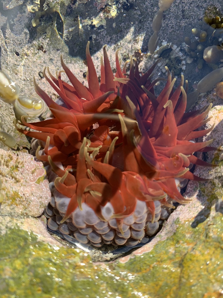 mulberry anemone from Lufra Cove, Eaglehawk Neck, TAS, AU on May 5 ...