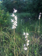 Delphinium carolinianum virescens