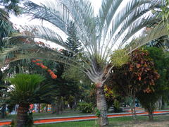 Dypsis decaryi