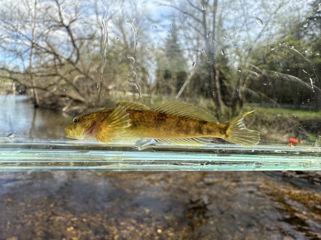 Anadyr sculpin (Cottus cognatus) — Cottidae