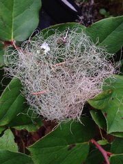 Bryoria pseudofuscescens