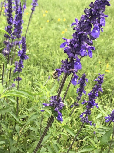 Salvia farinacea