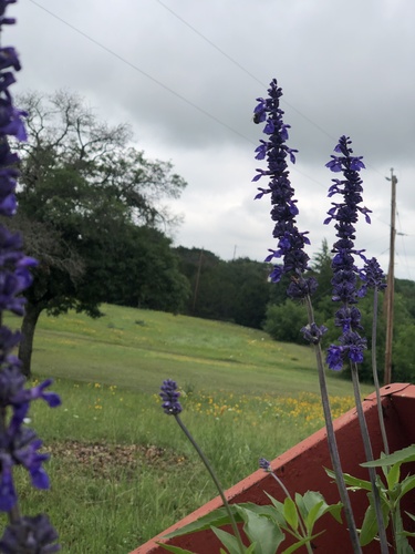 Salvia farinacea