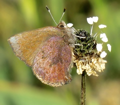 Callophrys augustinus iroides