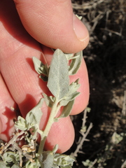 Atriplex spinifera