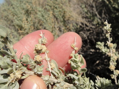 Atriplex spinifera