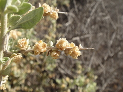 Atriplex spinifera