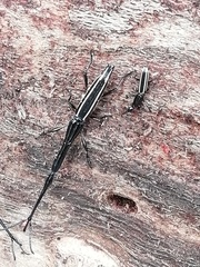 Brentus anchorago