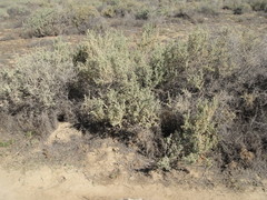 Atriplex spinifera