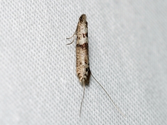 Ceromitia iolampra