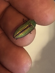 Buprestis aurulenta